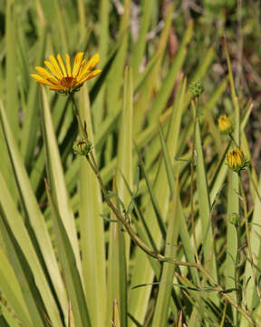 Image of swamp sunflower