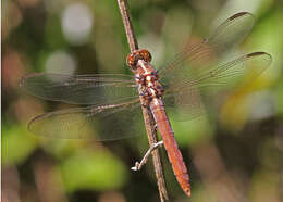 Image of Roseate Skimmer