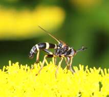 Image of Conops ceriaeformis Meigen 1824