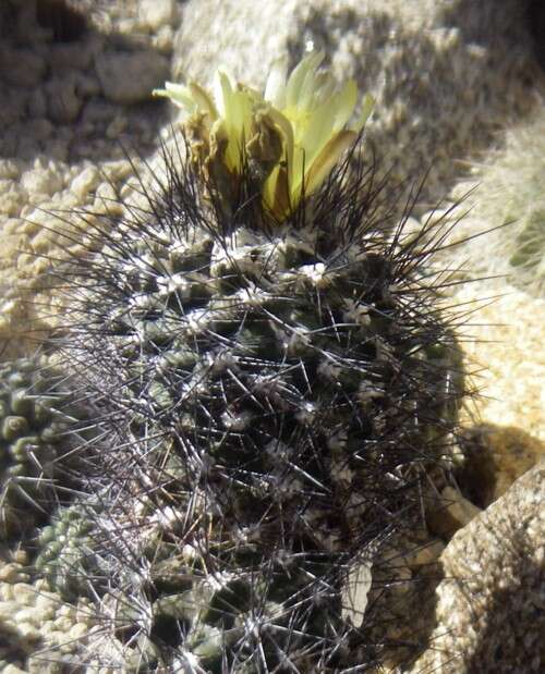 Image de Copiapoa humilis (Phil.) Hutchison