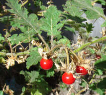 Plancia ëd Solanum sisymbriifolium Lam.