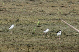 Image of Black-necked Stilt