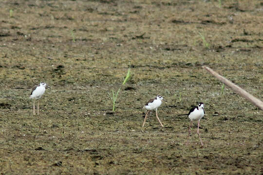 Image of Black-necked Stilt