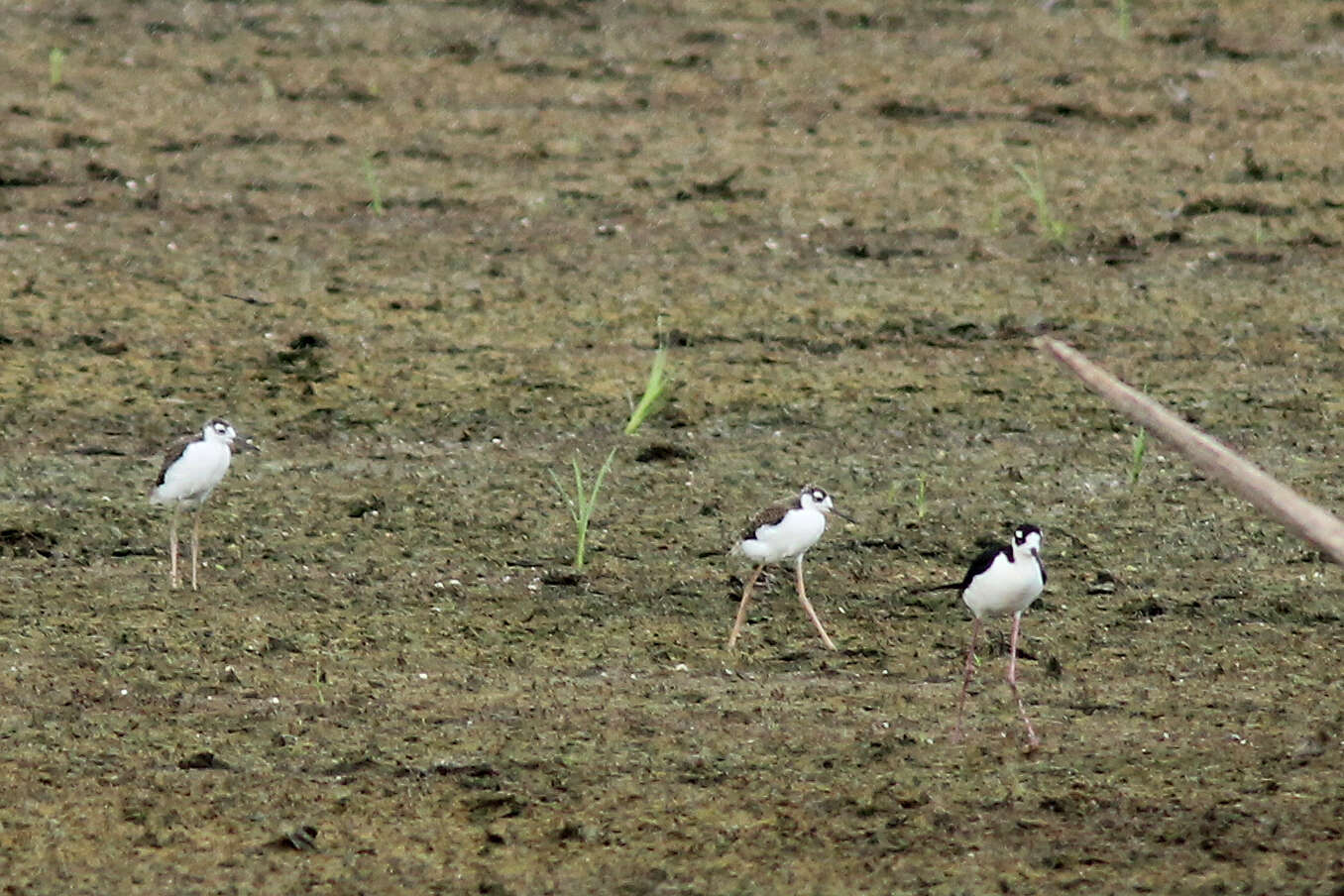 Image of Black-necked Stilt