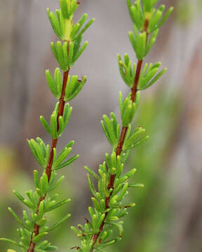 Image of Atlantic St. John's-Wort