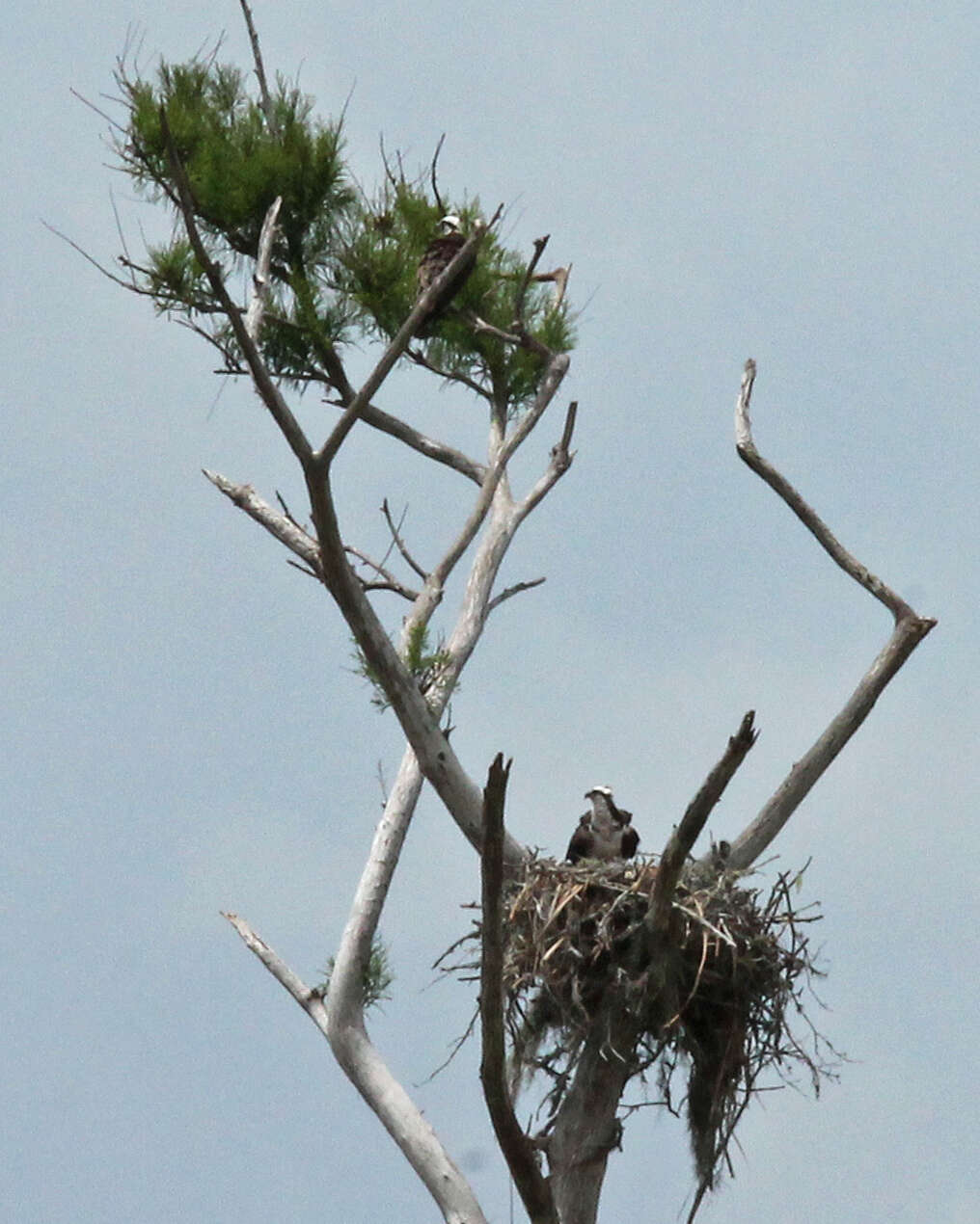 Image of ospreys