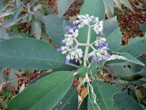 صورة Solanum granulosoleprosum Dun.