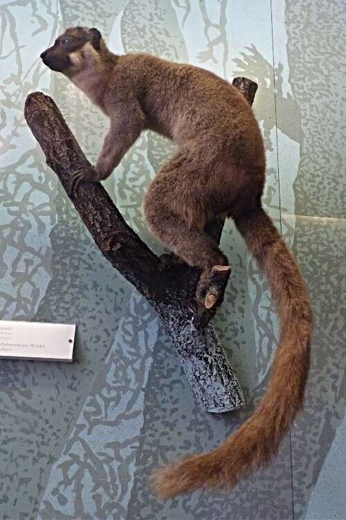 Image of Mongoose Lemur