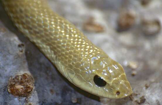 Image of Blonde Hognose Snake