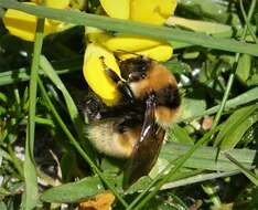 Image of Northern Yellow Bumble Bee