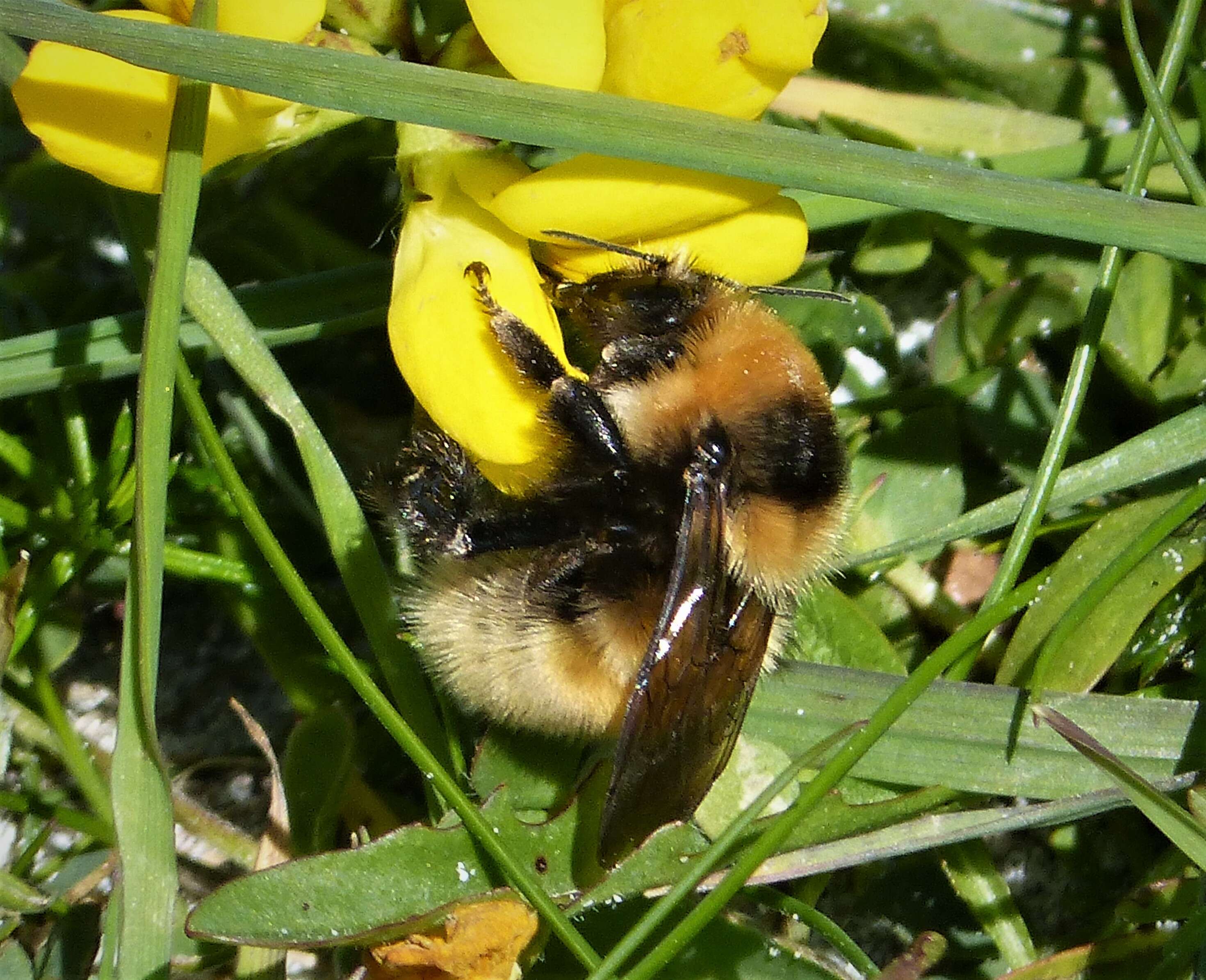 Plancia ëd Bombus distinguendus Morawitz 1869