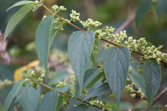 Image of Gunpowder-Tree