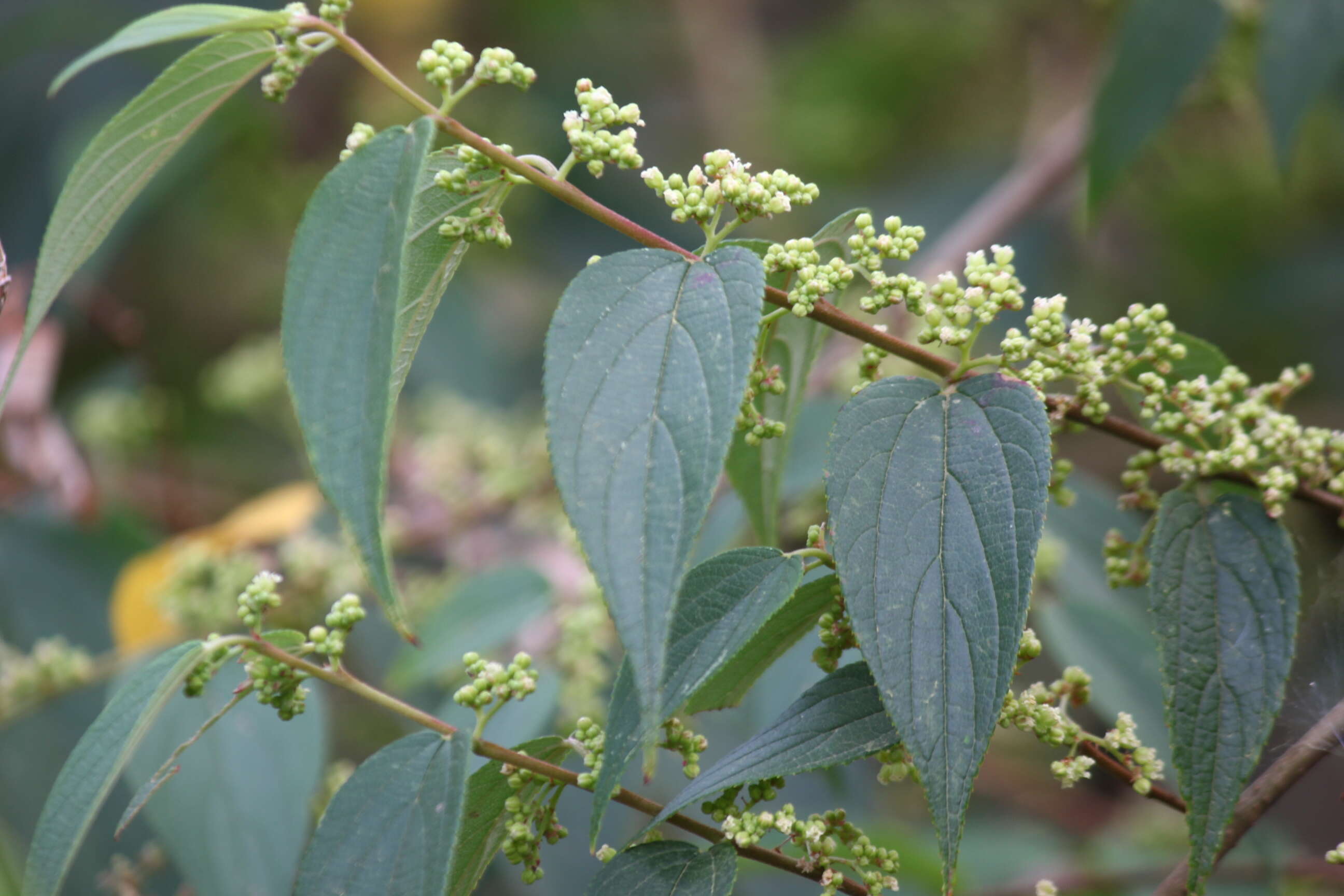 Image de Trema orientalis (L.) Bl.