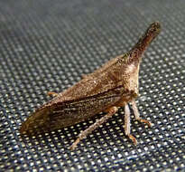 Image of Lantana Treehopper