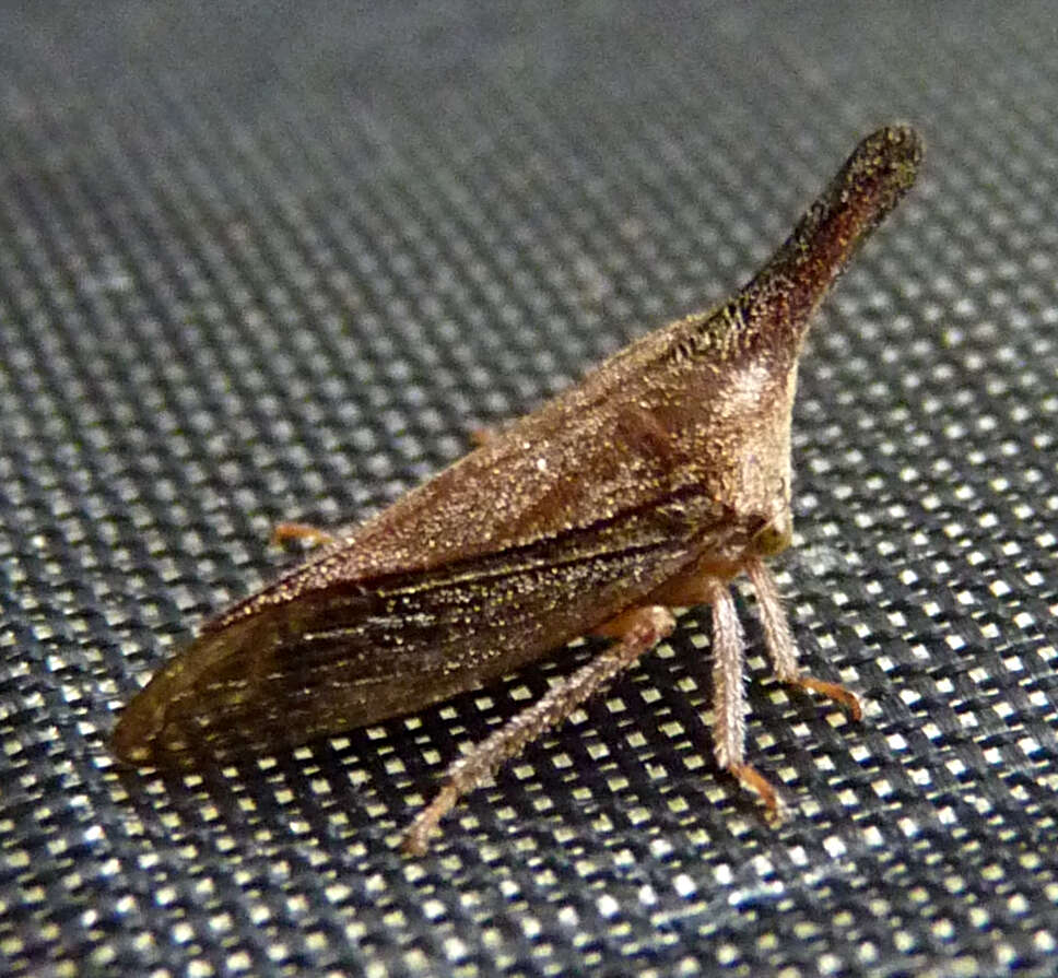 Image of Lantana Treehopper