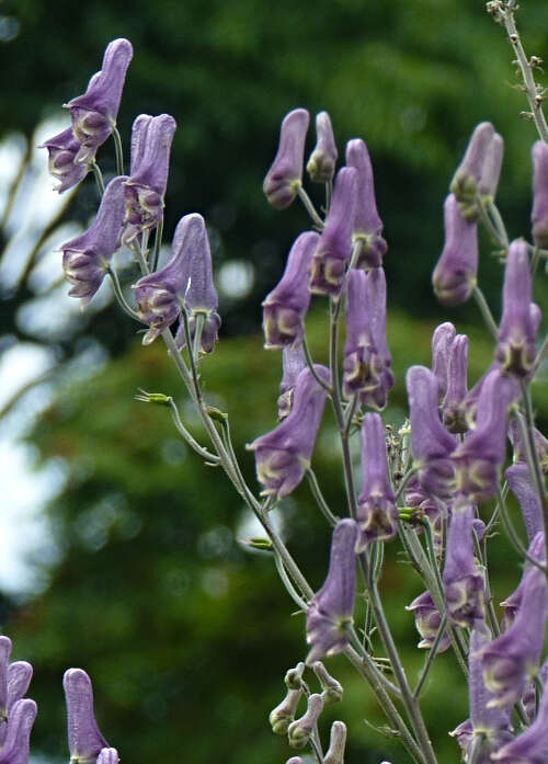 Image of monkshood