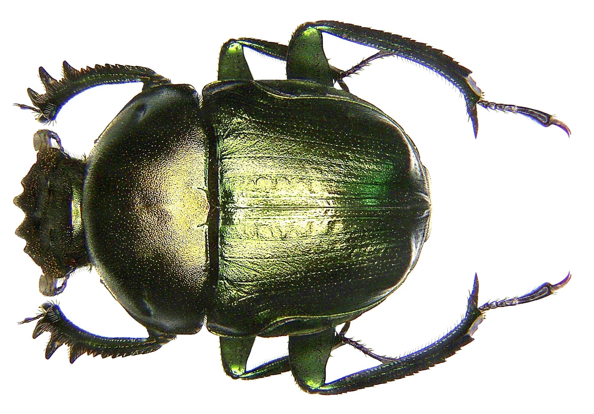 Image of Garreta nitens (Olivier 1789)