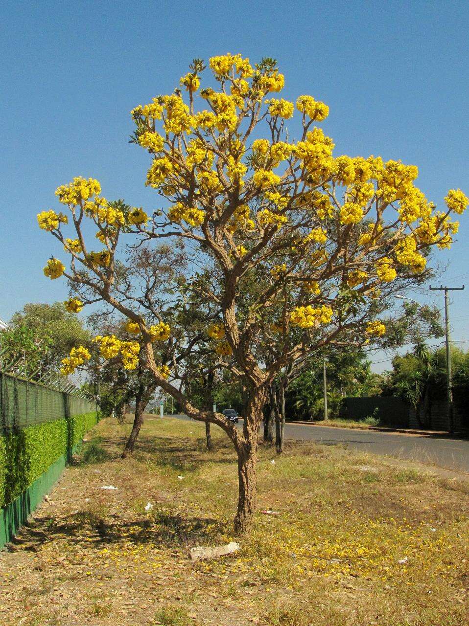 Image of Caribbean trumpet tree