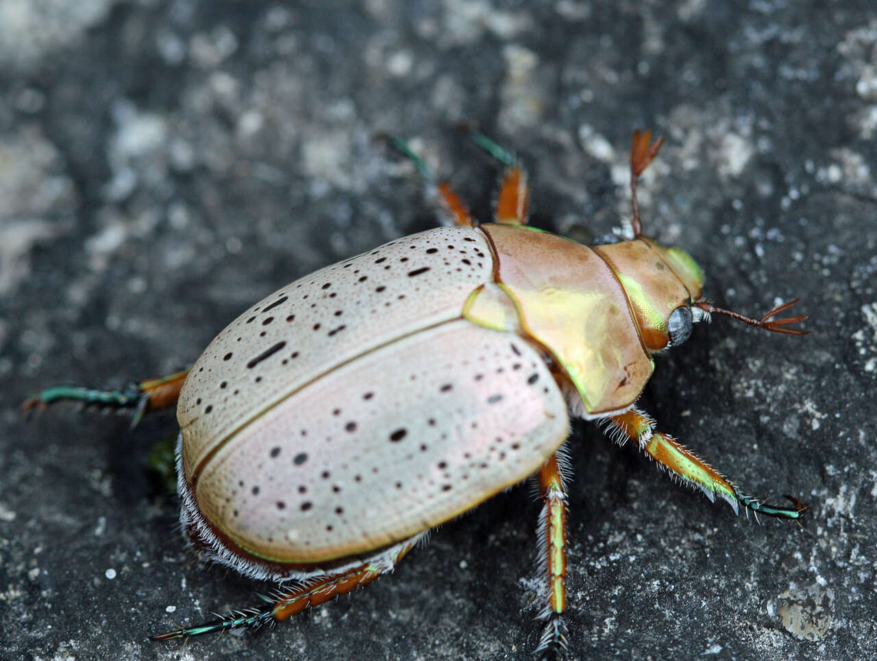 Image of Emerald Tip Beetle