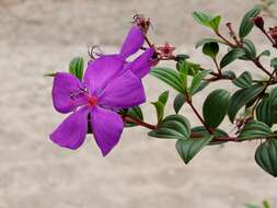 Imagem de Tibouchina barnebyana J. J. Wurdack