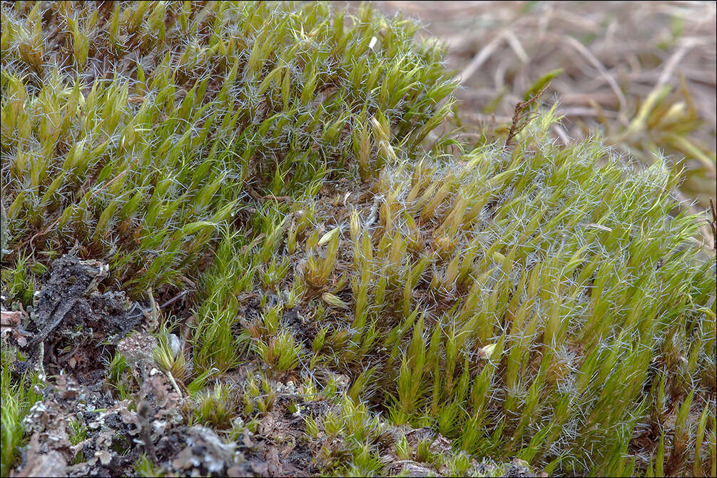 Image of campylopus moss