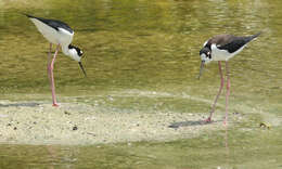 Image of Black-necked Stilt