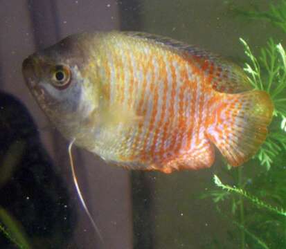 Image de Gourami nain