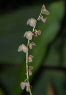 Stelis argentata Lindl.的圖片