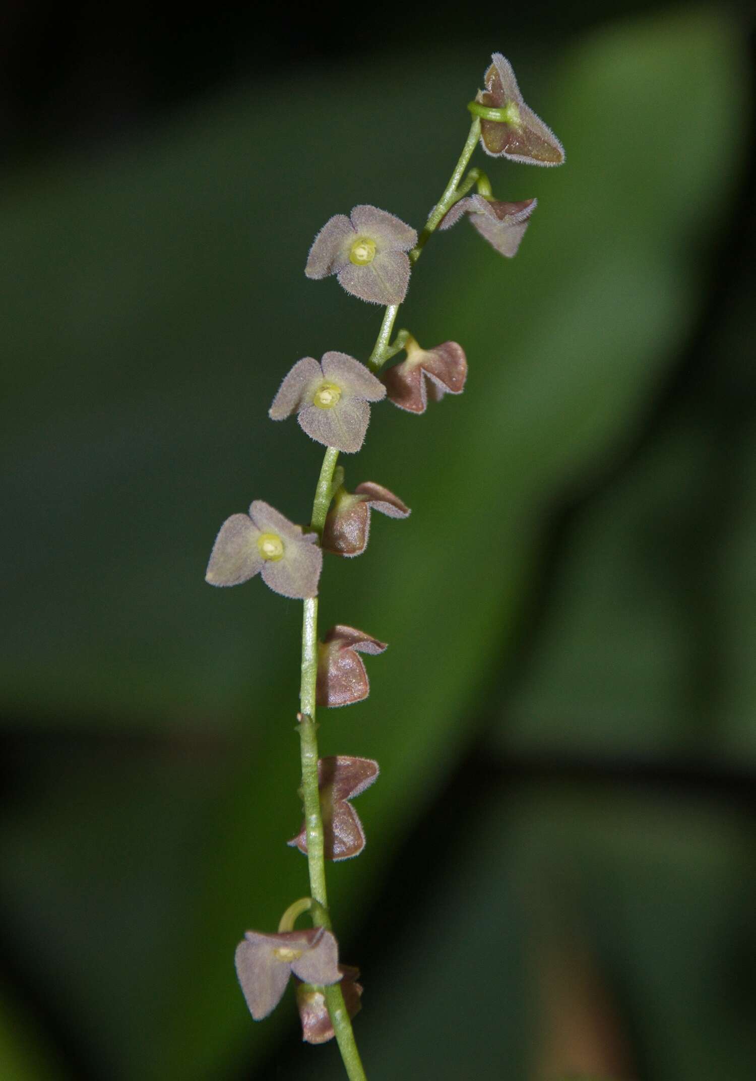 Stelis argentata Lindl.的圖片