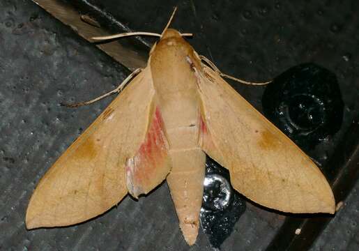 Image of Cape Hawk