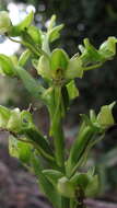 Habenaria petalodes Lindl. resmi