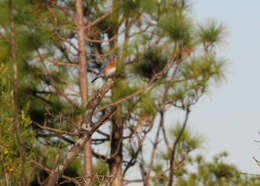 Image of Eastern Bluebird