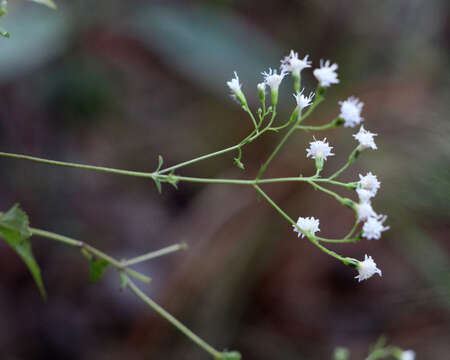 Image of hammock snakeroot