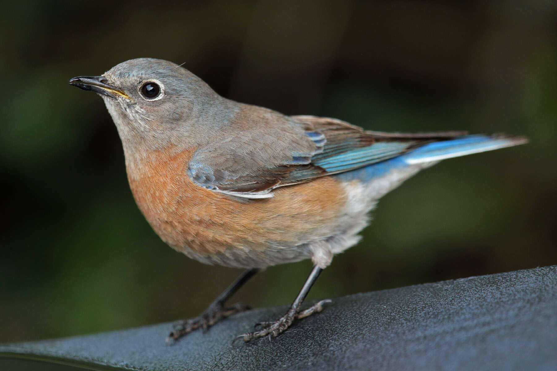 Image of Western Bluebird