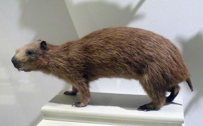 Image of Brown's Hutia