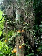 Image of betel palm