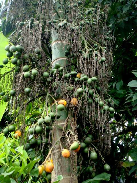 Image of betel palm