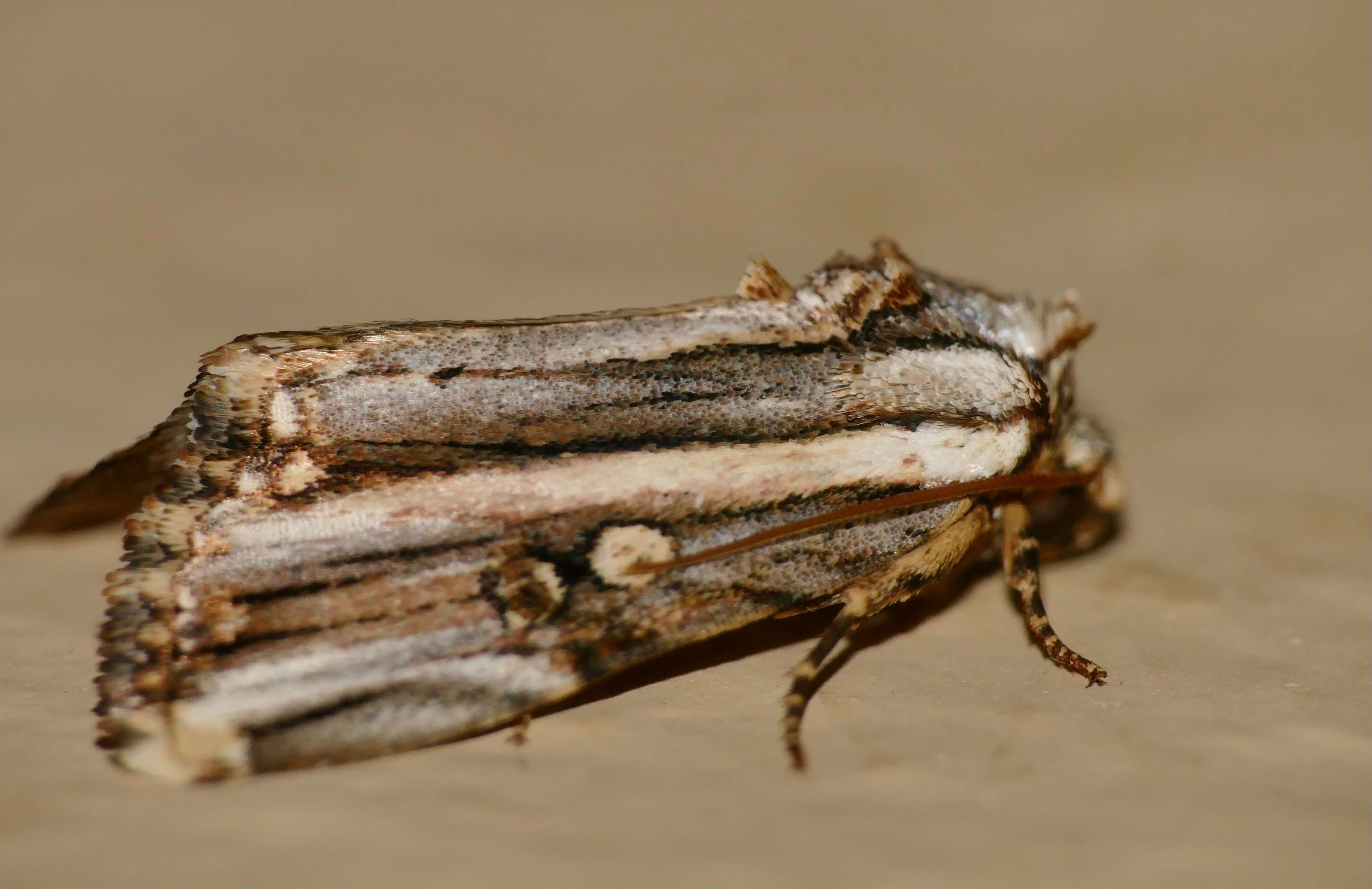 Image of Anedhella rectiradiata Hampson 1902