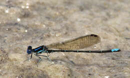 Image of Blue-ringed Dancer