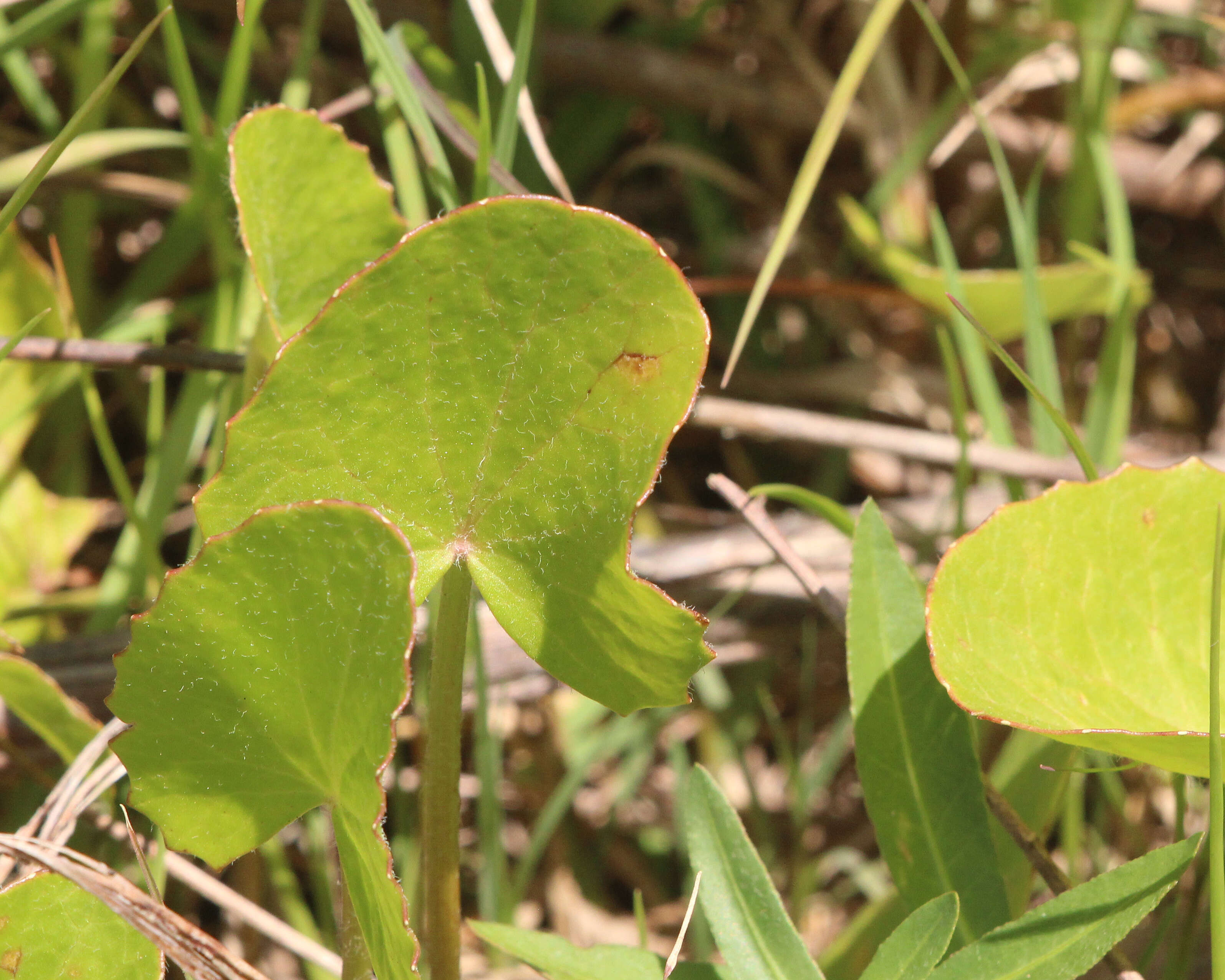 Centella erecta (L. fil.) Fern. resmi