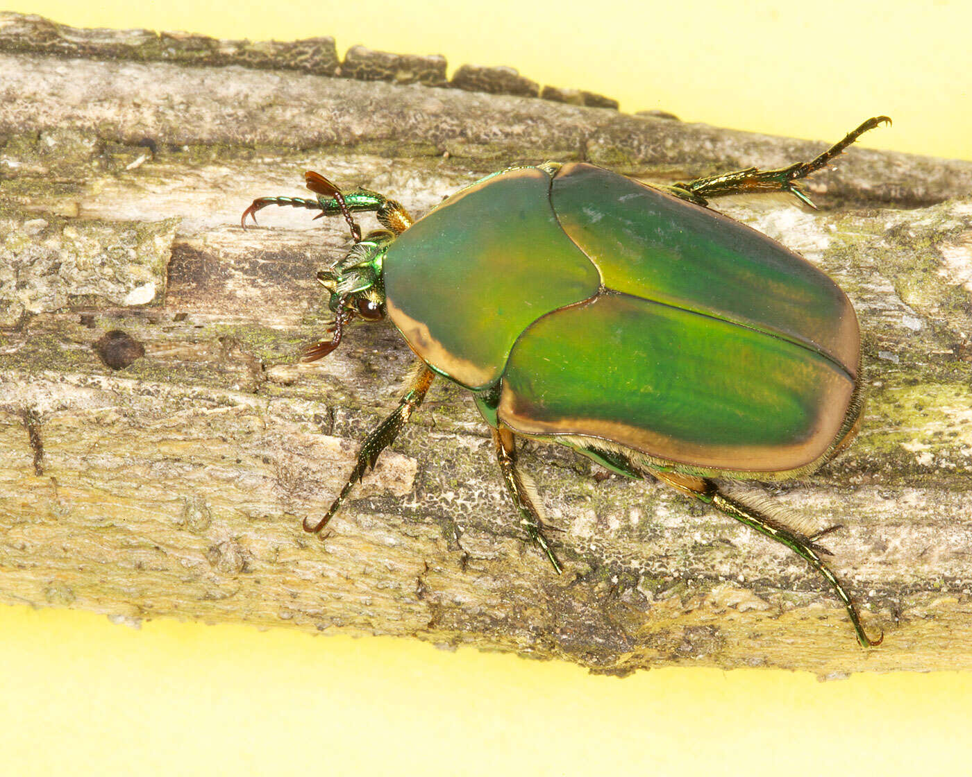 Image of figeater beetle