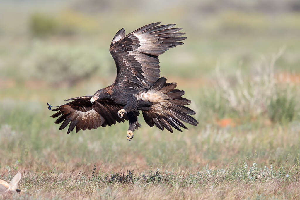 Image of Wedge-tailed Eagle