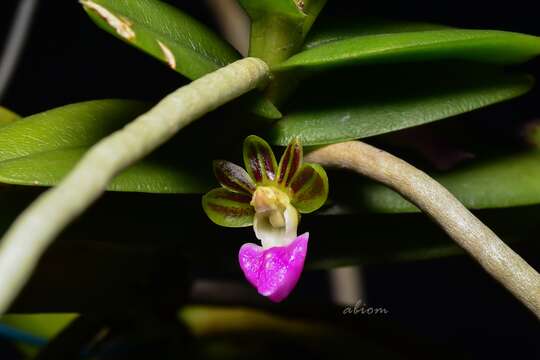 Image of Pelatantheria insectifera (Rchb. fil.) Ridl.