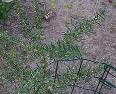 Imagem de Asparagus aphyllus L.