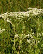 Eupatorium rotundifolium L. resmi