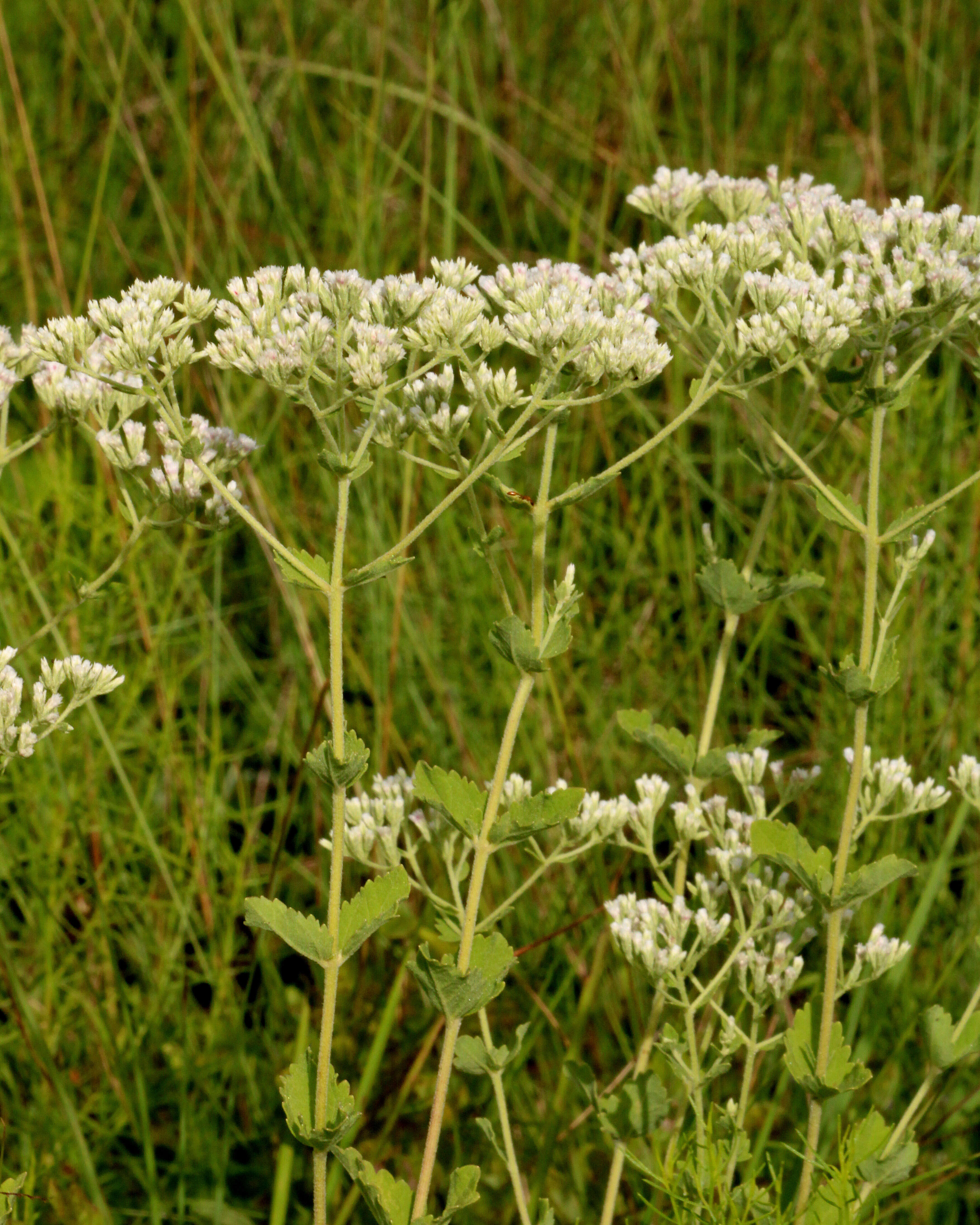 Eupatorium rotundifolium L. resmi