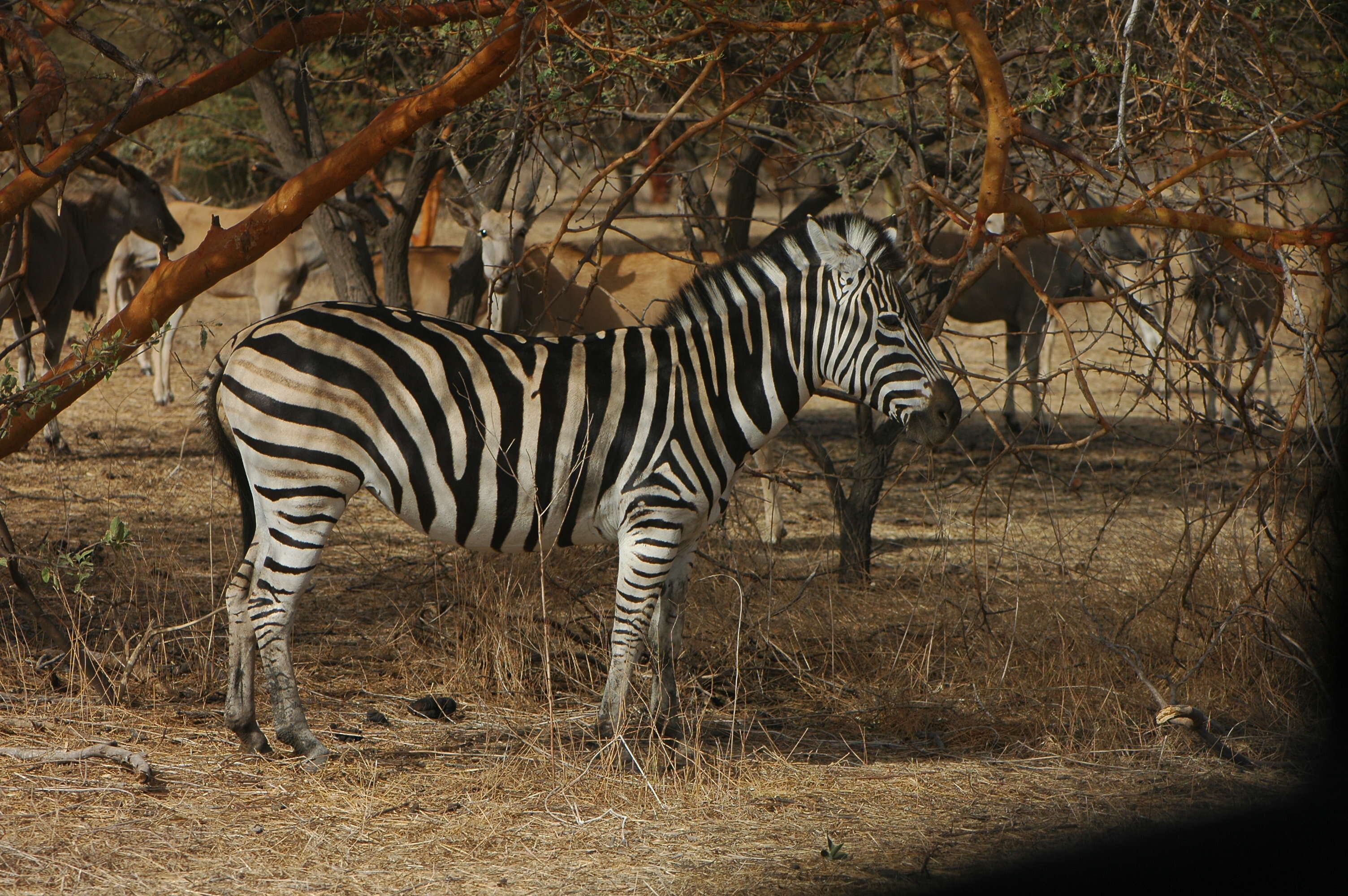 Image of zebra