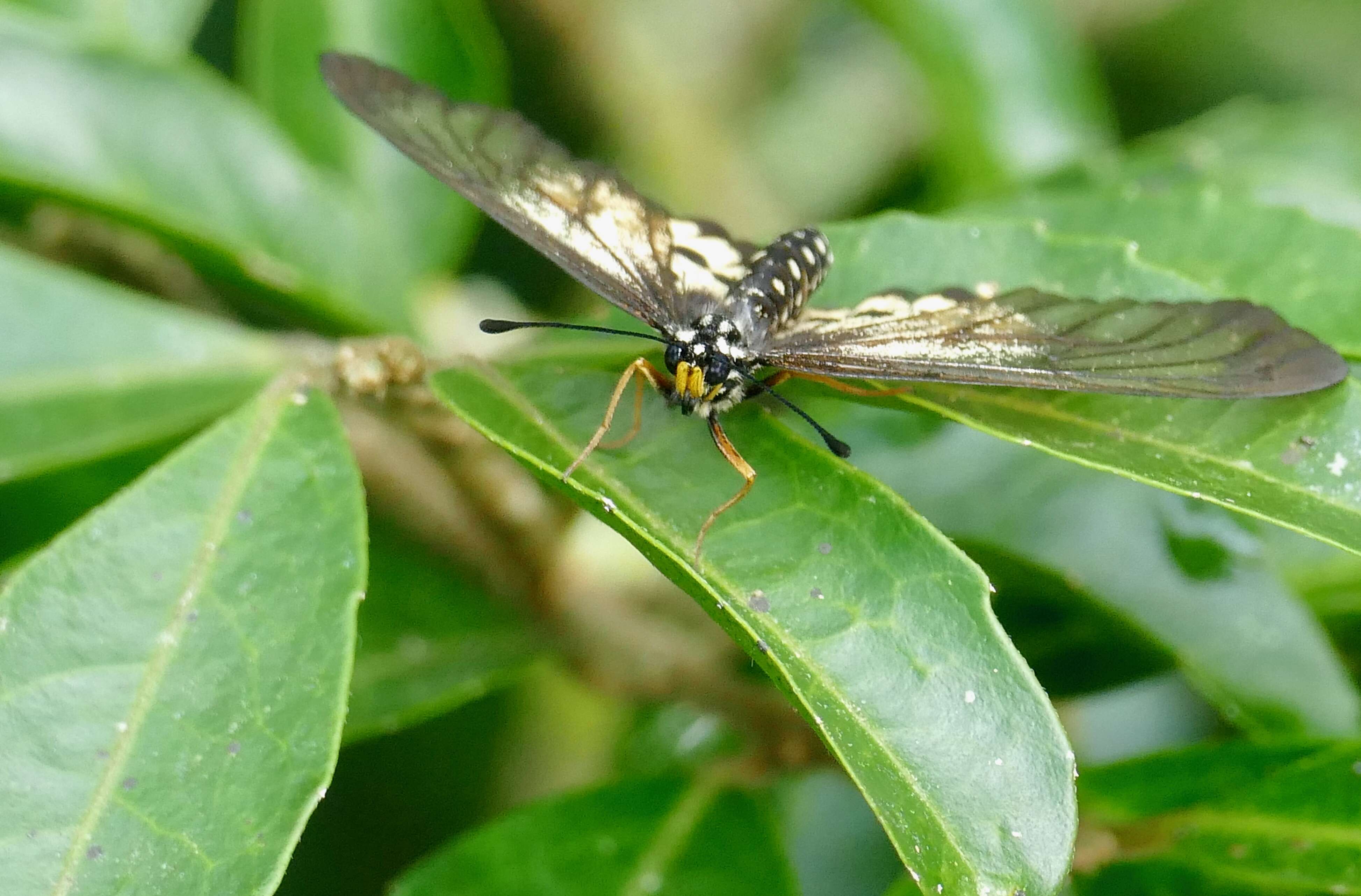 Image of Acraea igola Trimen 1889