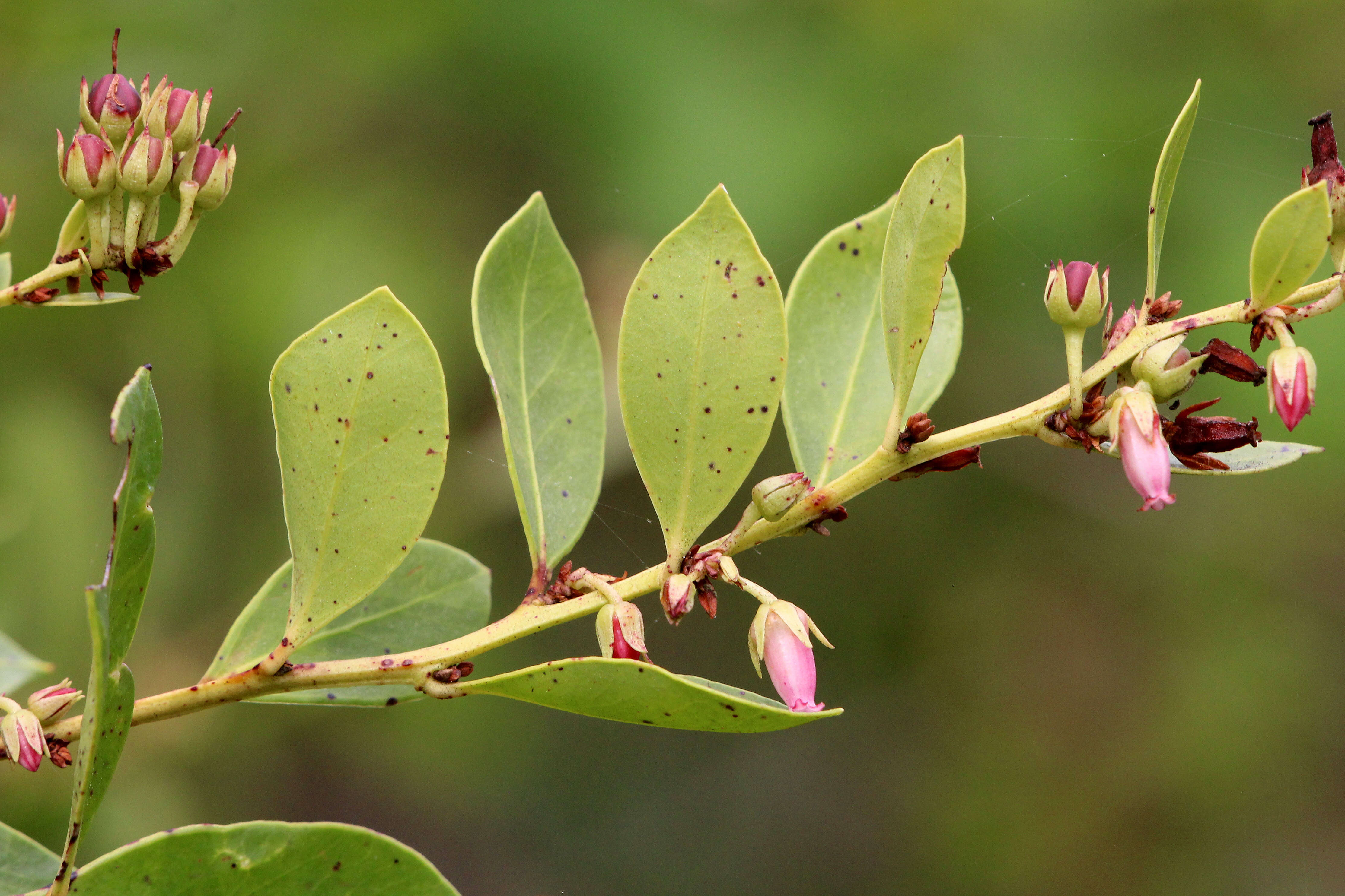 Lyonia lucida (Lam.) C. Koch resmi