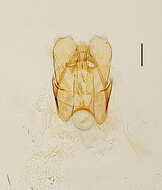 Image of Stigmella zelleriella (Snellen 1875) van Nieukerken 1983